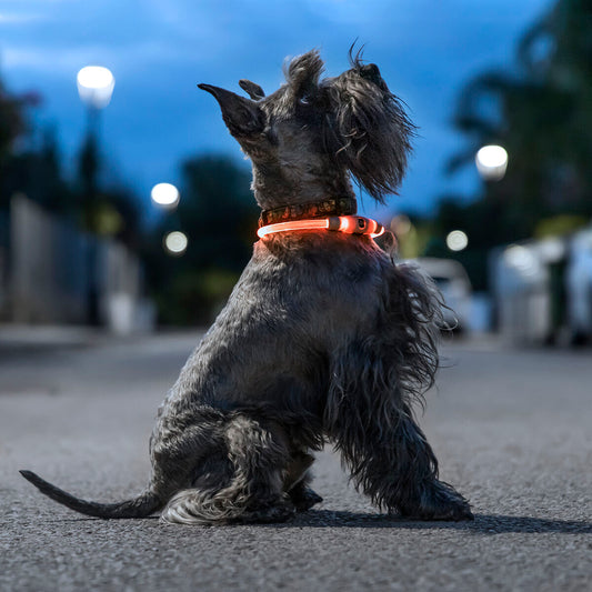 LED-Halsband für Haustiere