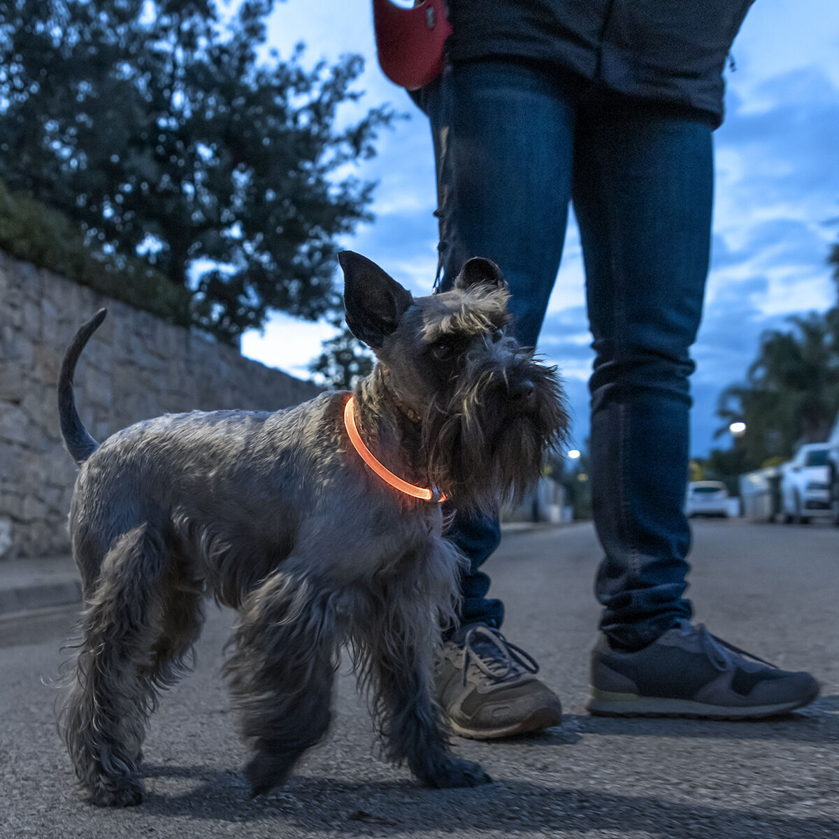 LED-Halsband für Haustiere